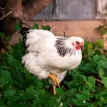 Columbian Wyandotte Pullets