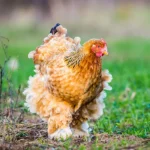 Buff Brahma Pullets