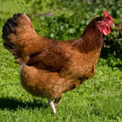 Rhode Island Red Pullets