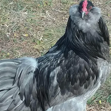 BBS Ameraucana Pullets