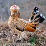 Mile Fleur Duccle – Pullets