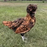 Assorted Polish Pullets