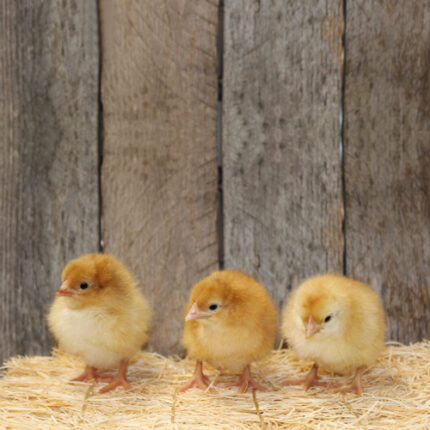 red broiler chickens for sale