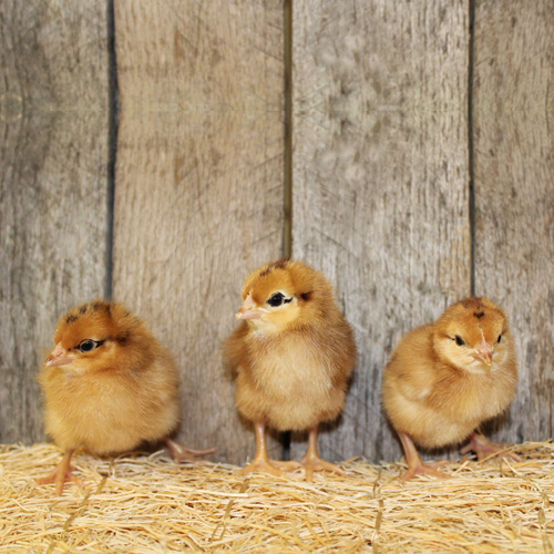 Brown Star Chicks Brown Star Chicks