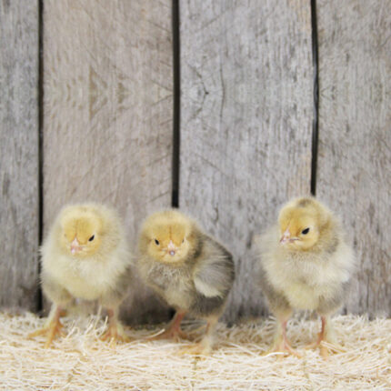 Buff Brahma Chicks
