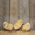 Buff Chantecler Chicks