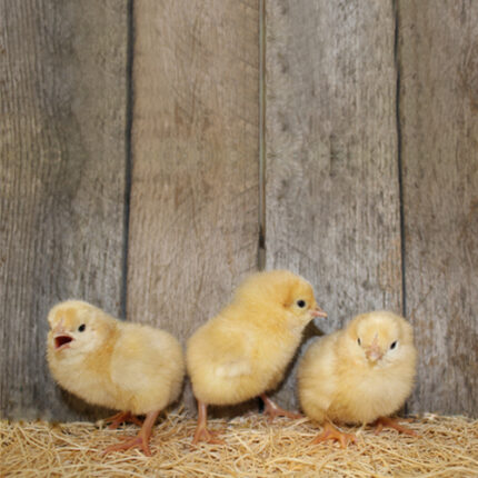 Buff Chantecler Chicks