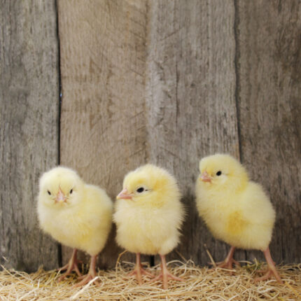 Delaware chicks