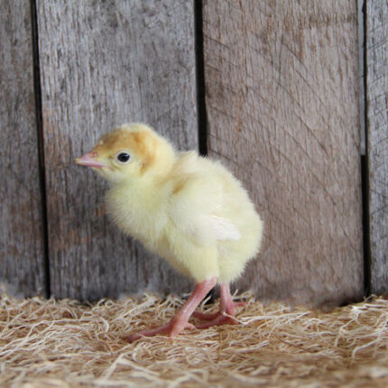 Broad Breasted White Turkey