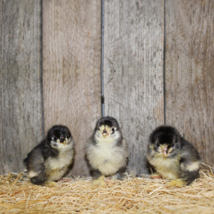 Black Cochin Chicks