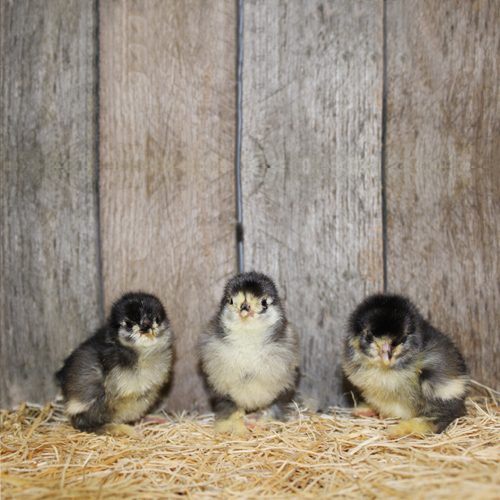 Black Cochin Chicks