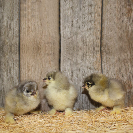 Blue Cochin Chicks