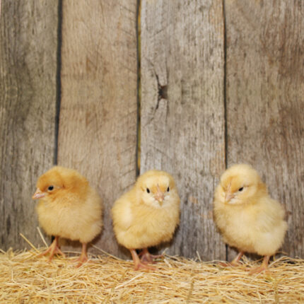 Buff Orpington Chicks