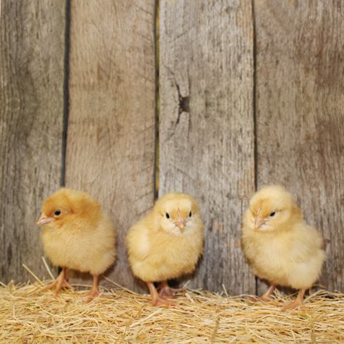 Buff Orpington Chicks
