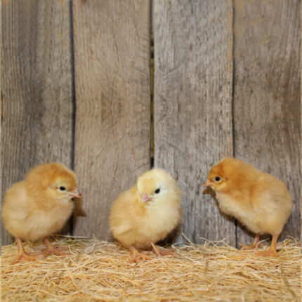 New Hampshire Red Chicks