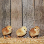 Production Red chicks