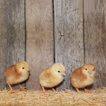 Production Red chicks