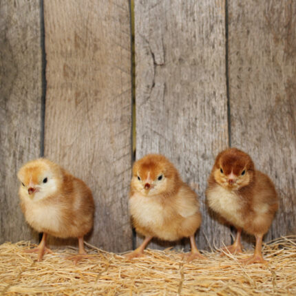 Rhode Island Red Chicks