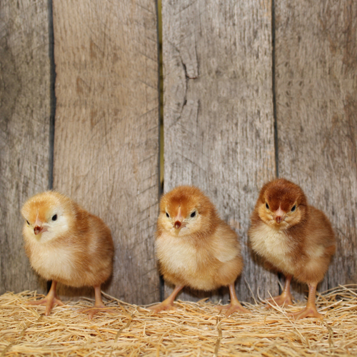 Rhode Island Red Chicks Rhode Island Red Chicks