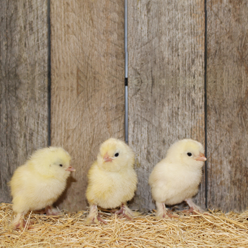 Standard Sultan Standard Sultan