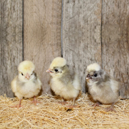 White Crested Blue Polish