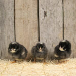 Barred Rock Chicks