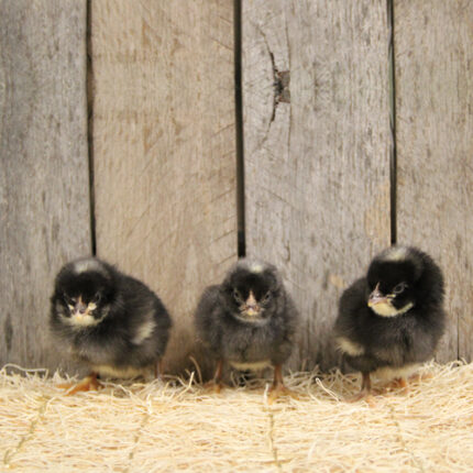 Barred Rock Chicks