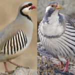 Chukar Partridge