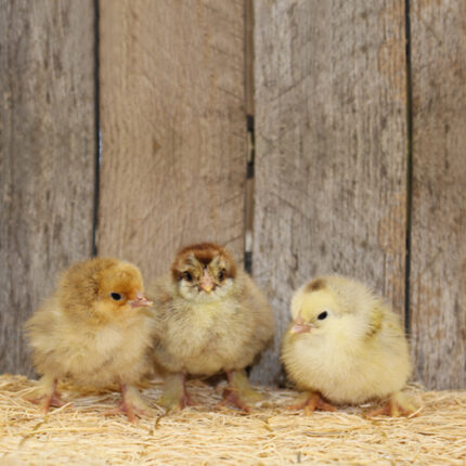 Hatchery Choice Brahma