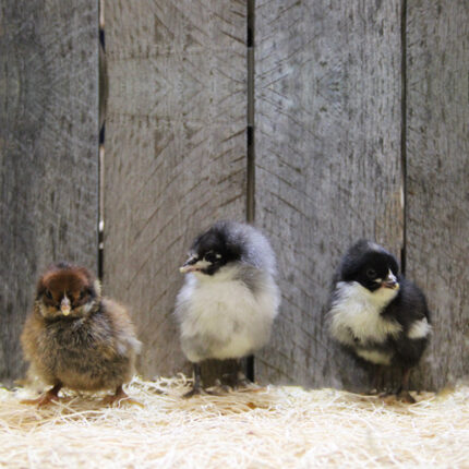 Hatchery Choice Brown Egg Layer