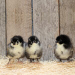 Black Australorp Chicks