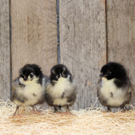 Black Australorp Chicks