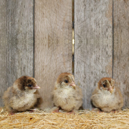 Dark Brahma Chicks