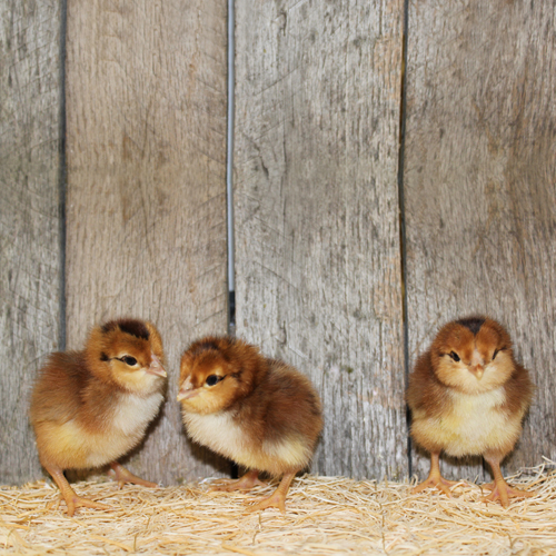 Spangled Russian Orloff Chicks Spangled Russian Orloff Chicks