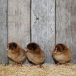 Partridge Rock Chicks