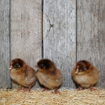 Partridge Rock Chicks