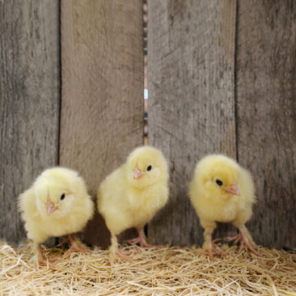 Salmon Faverolle Chicks