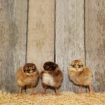 Partridge Chantecler Chick