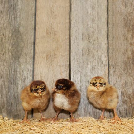 Partridge Chantecler Chick