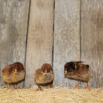 barnevelder chicks for sale