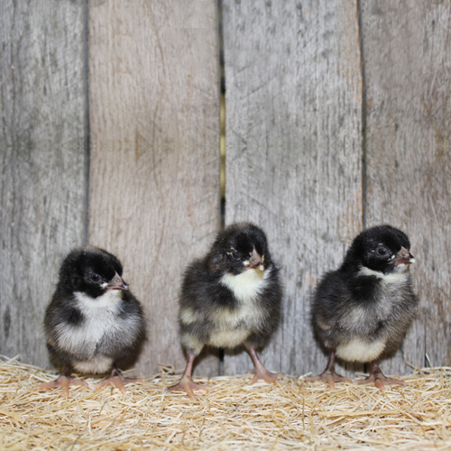 Cuckoo Marans chicks for sale