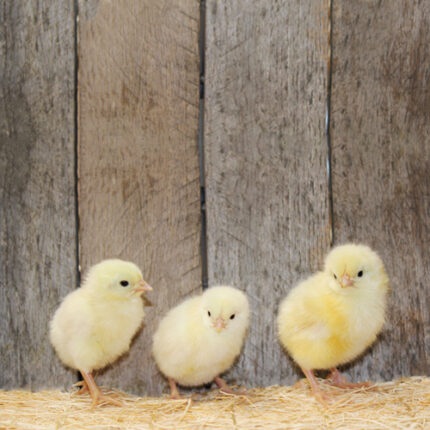 Rhode Island White Chicks