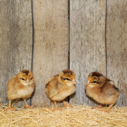 Welsummer Chicks