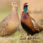 Ringneck Pheasant