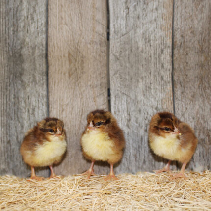 Speckled Sussex Chicks