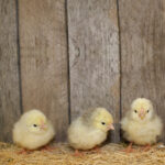 Columbian Wyandotte chicks