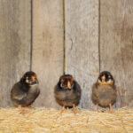 Golden Laced Wyandotte