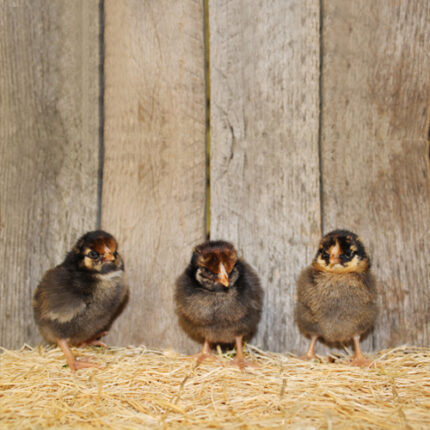 Golden Laced Wyandotte