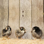 Silver Laced Wyandotte Chicks