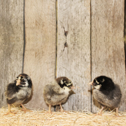Silver Laced Wyandotte Chicks